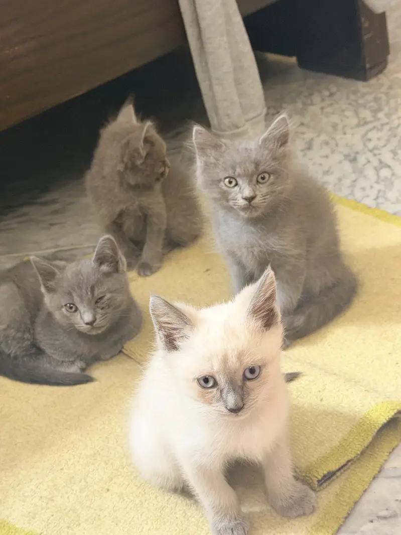 british short hair and russian blue mix breed kittens — photo 5