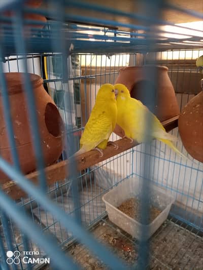 breeder pair