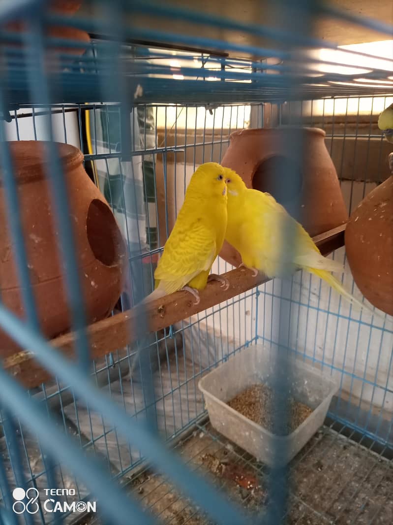 breeder pair 1
