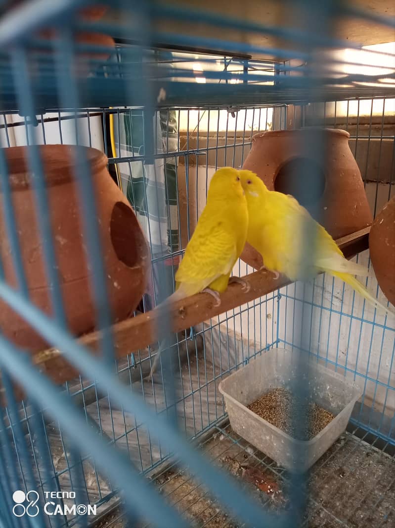 breeder pair 2