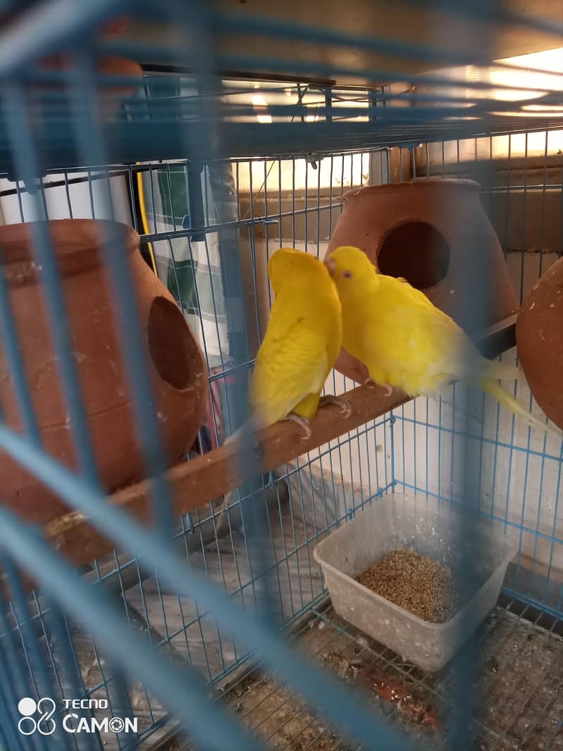 breeder pair 3