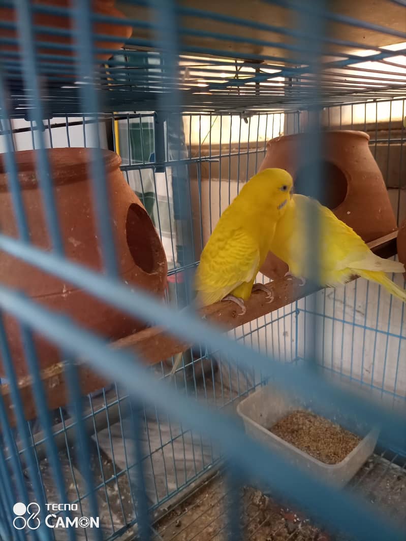 breeder pair 4