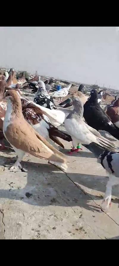 pigeons for sale Multan