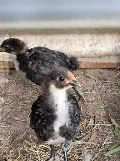 Australorp Chicks 1 Month Old