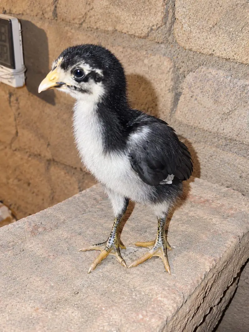 Australorp Chicks 1 Month Old — photo 2