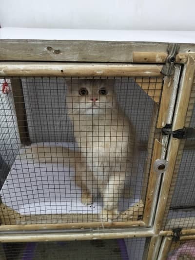 Persian Cat for Sale