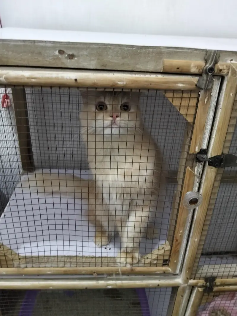 Persian Cat for Sale — photo 2