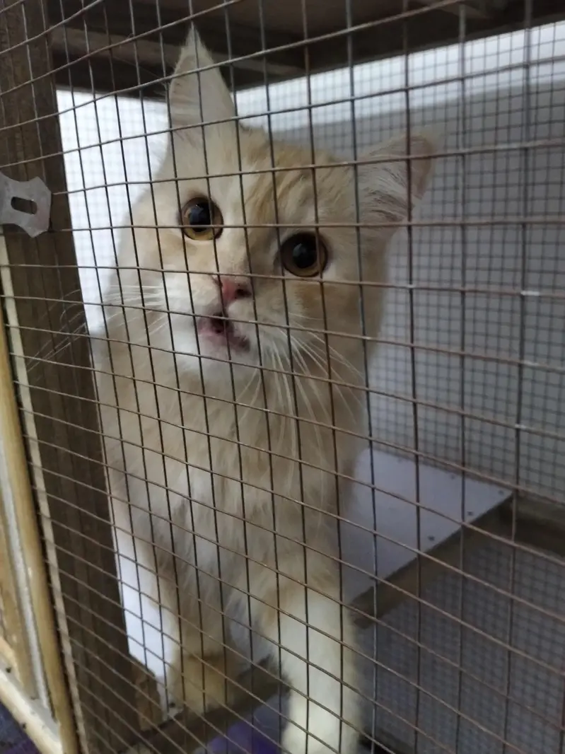 Persian Cat for Sale — photo 3