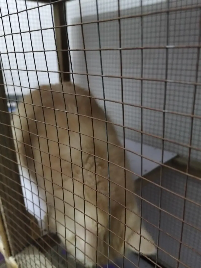 Persian Cat for Sale — photo 5