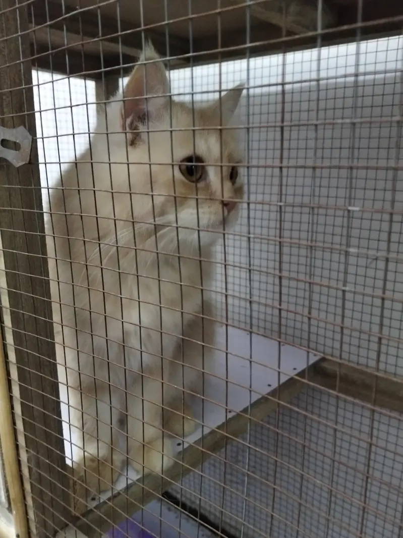 Persian Cat for Sale — photo 6