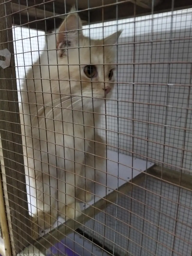 Persian Cat for Sale — photo 7