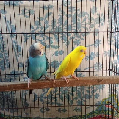 Budgie