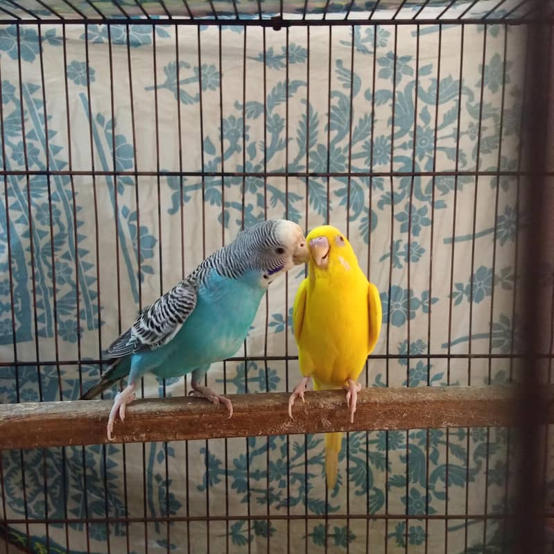 Budgie 1