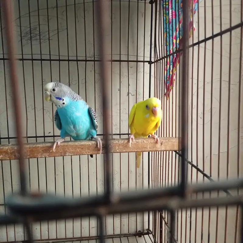 Budgie — photo 3