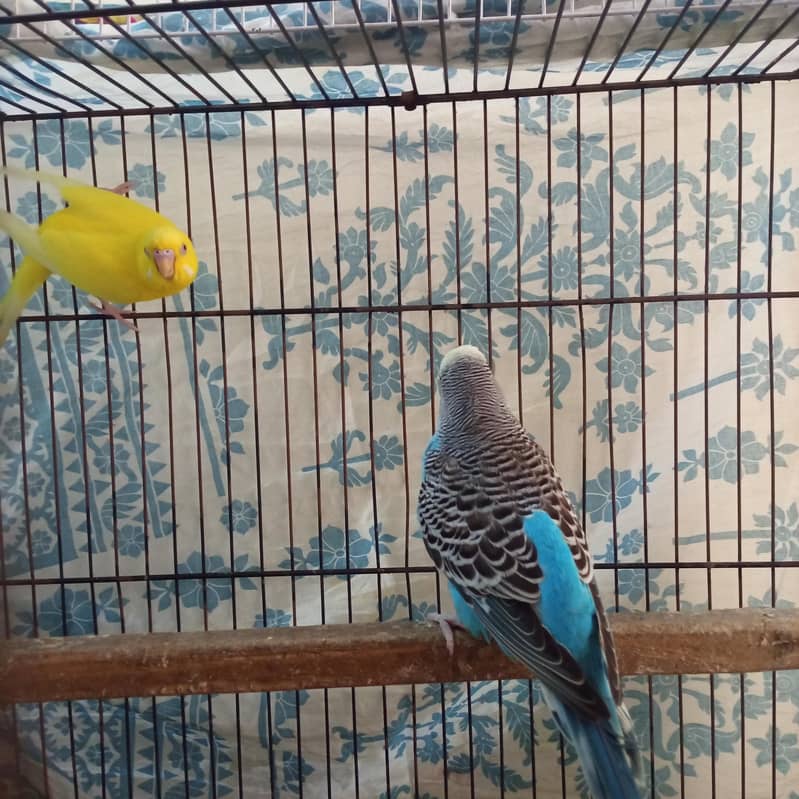Budgie 3