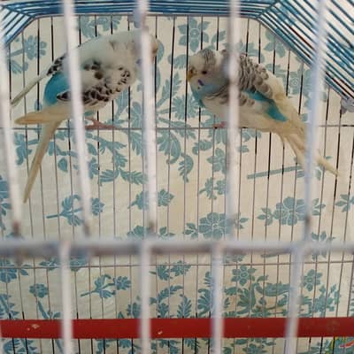 Budgie