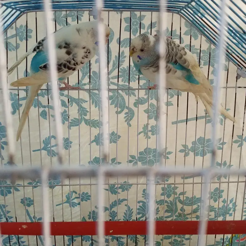 Budgie — photo 5