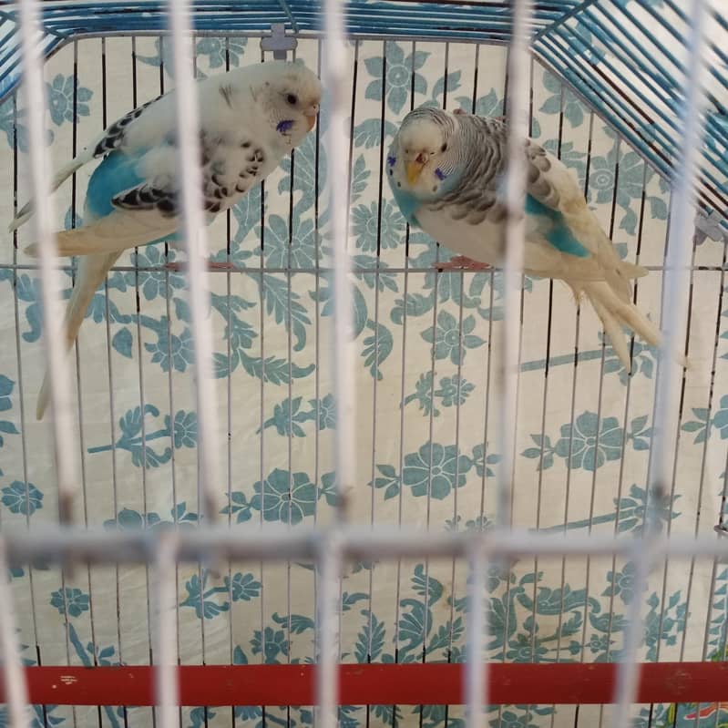 Budgie 5