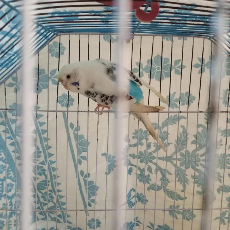 Budgie — photo 7