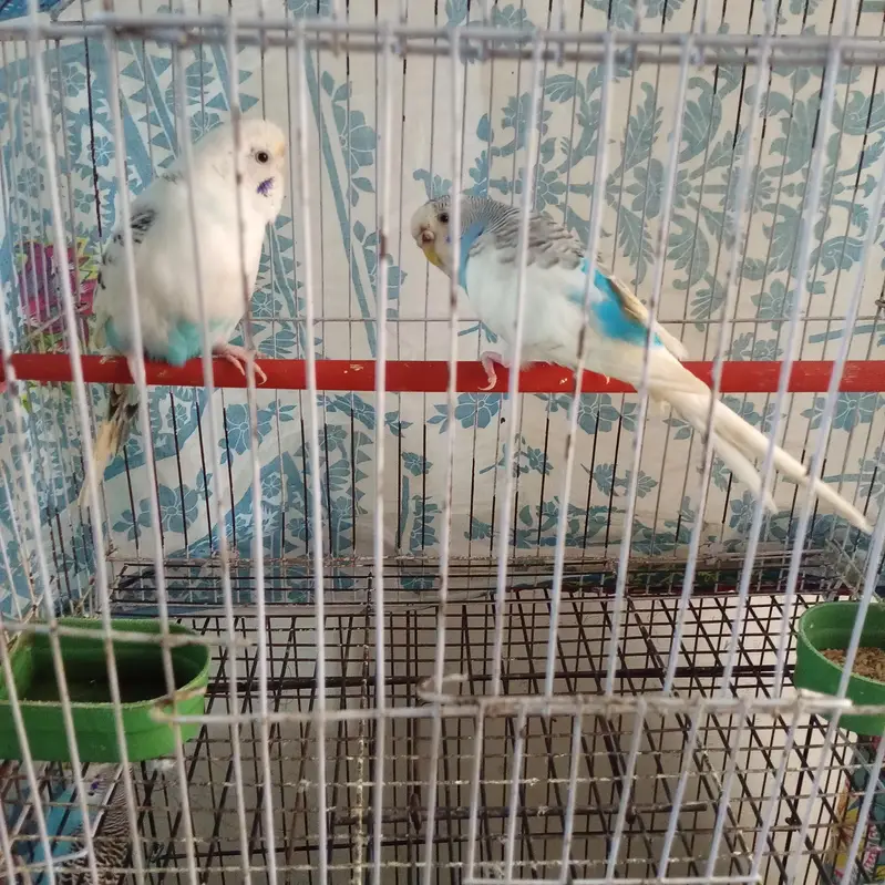 Budgie — photo 8