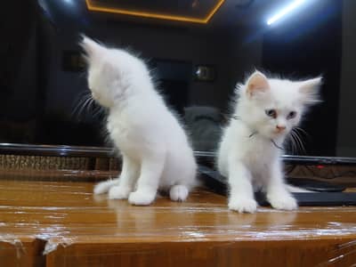 Gorgeous 3-4 Coat Persian Kittens For Sale - Active & Playful