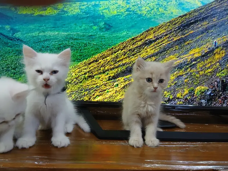 Gorgeous 3-4 Coat Persian Kittens For Sale - Active & Playful — photo 2