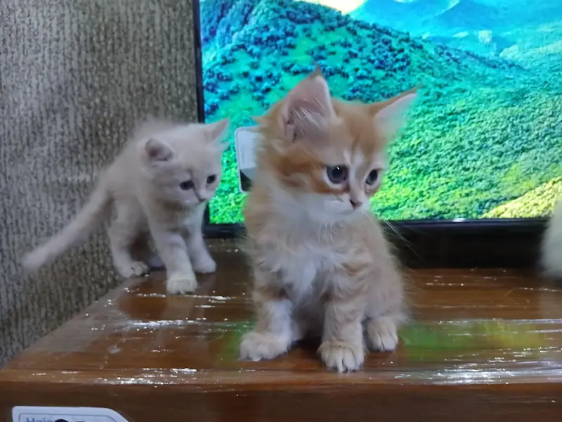 Gorgeous 3-4 Coat Persian Kittens For Sale - Active & Playful — photo 3