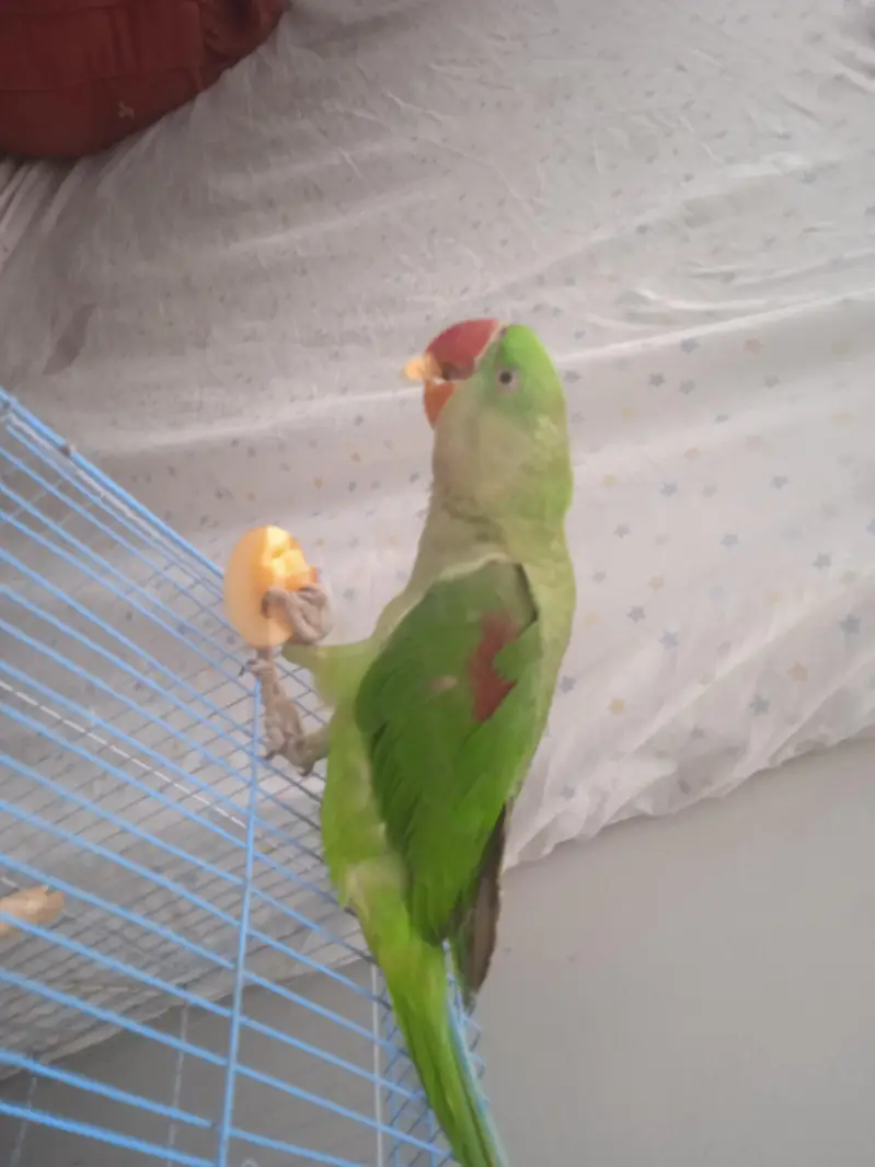 raw. parrot 100 percent male talking 03701124986 — photo 6