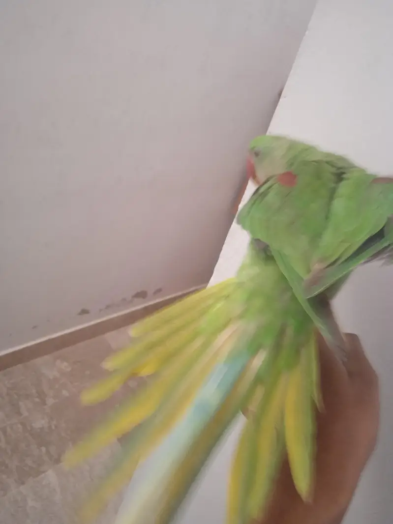 raw. parrot 100 percent male talking 03701124986 — photo 8