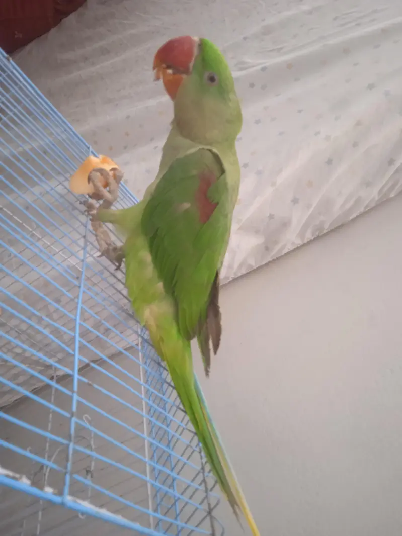 raw. parrot 100 percent male talking 03701124986 — photo 9