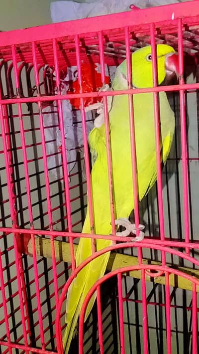 Talking Green Ringneck Parrot for Sale – Karachi 