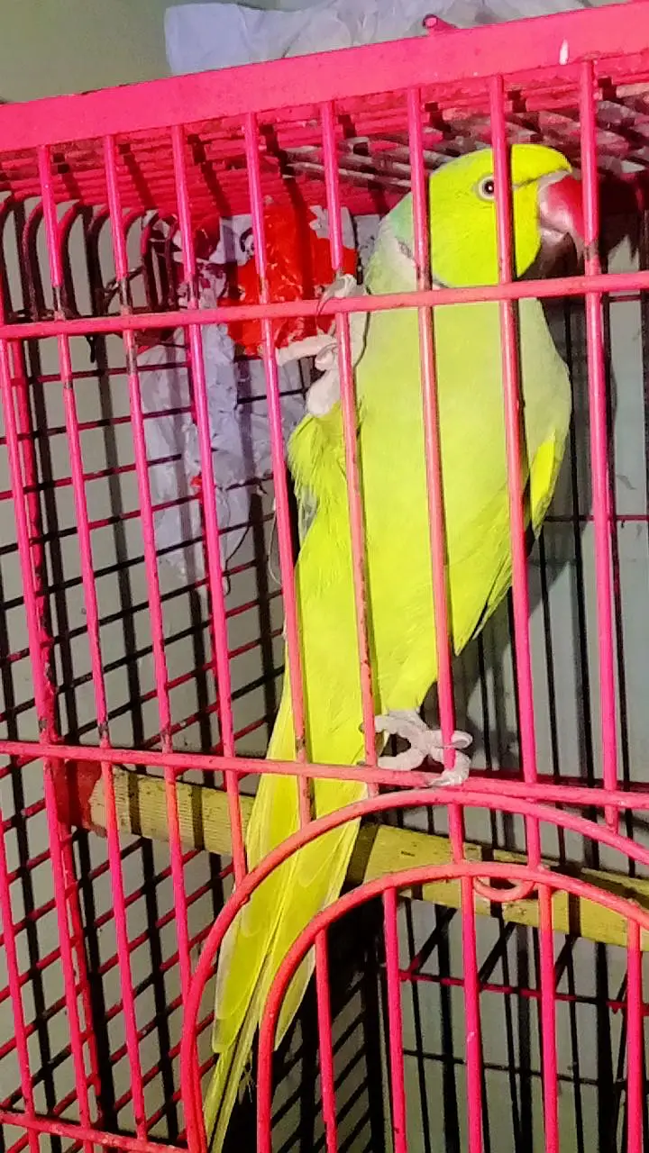 Talking Green Ringneck Parrot for Sale – Karachi  — photo 4