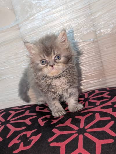 Persian kitten male