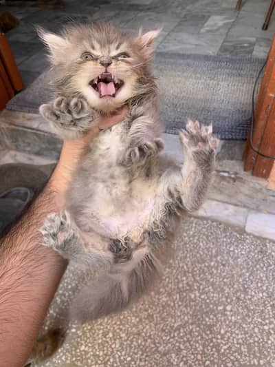 Persian 2 kitten male