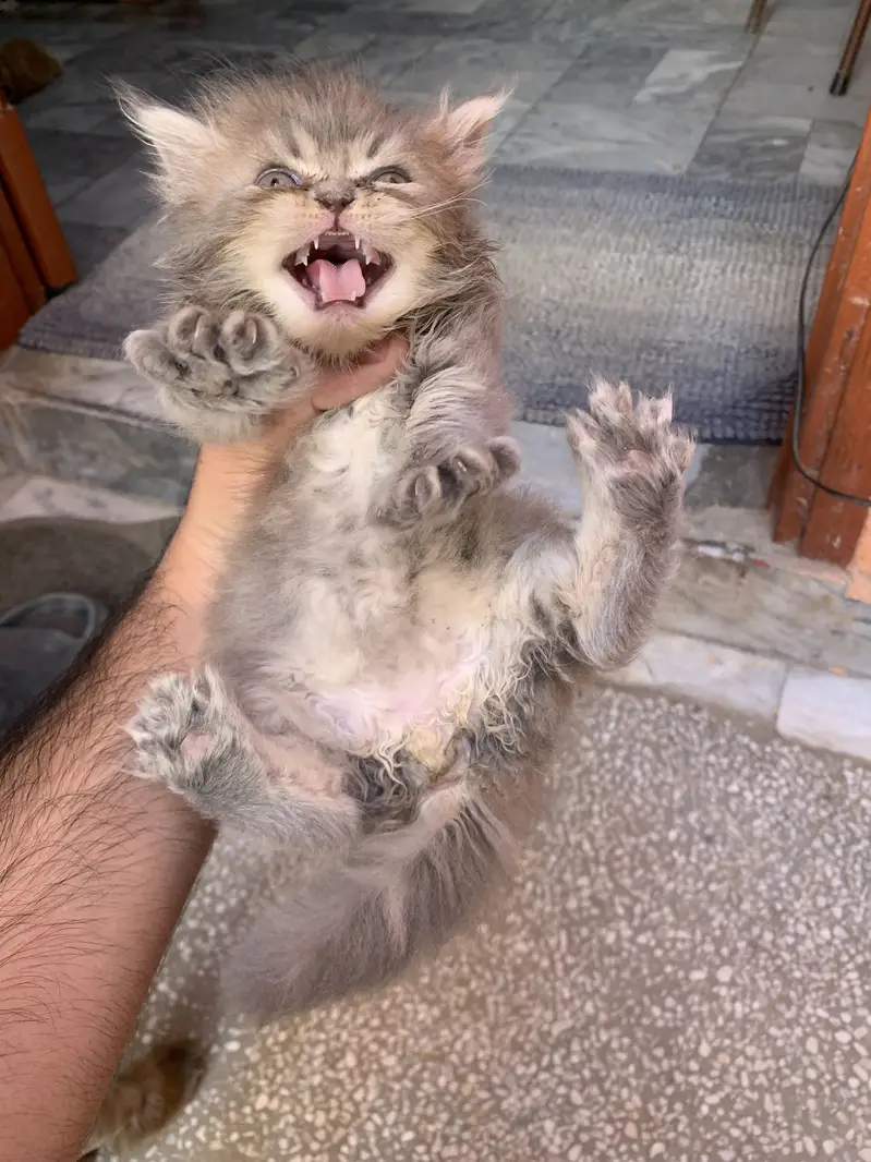 Persian kitten male — photo 2
