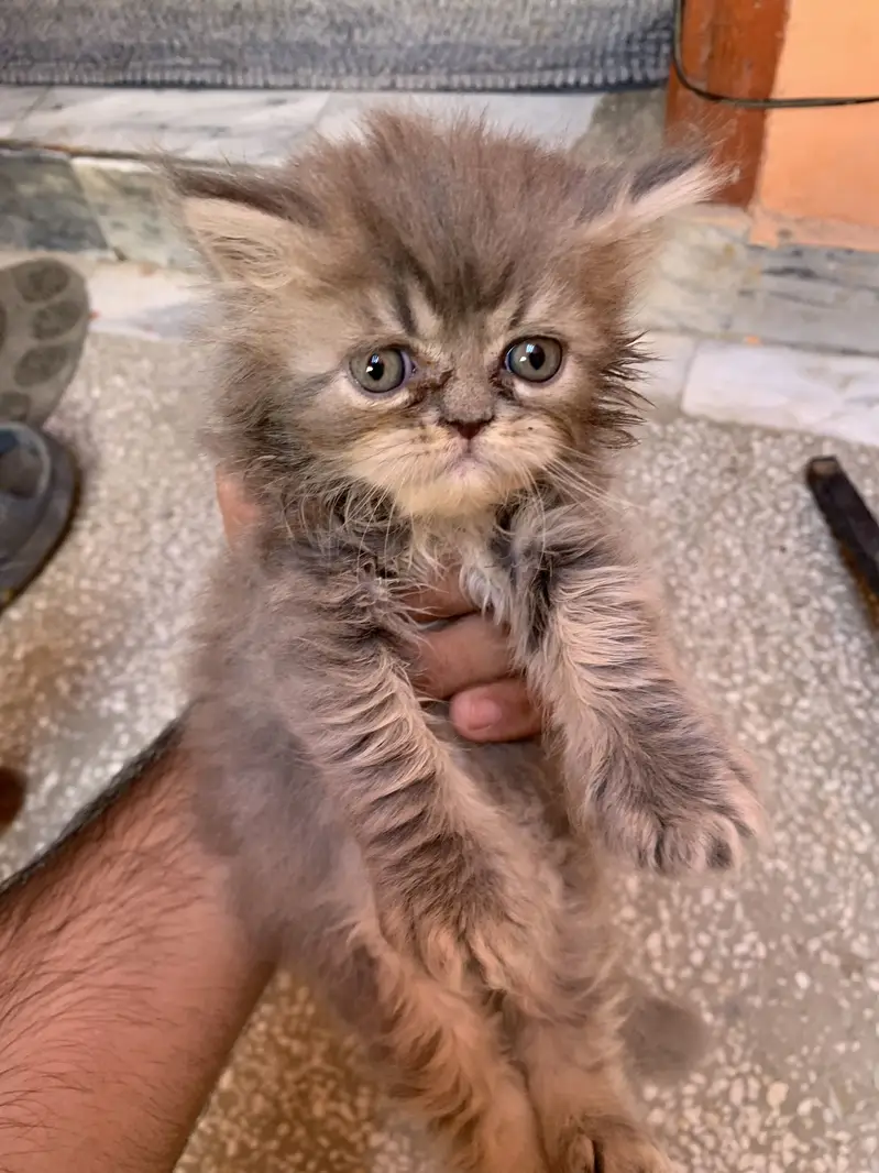 Persian kitten male — photo 3
