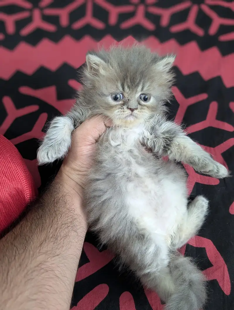 Persian kitten male — photo 4