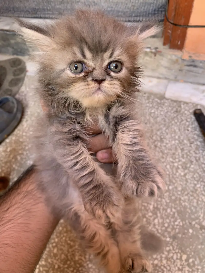 Persian kitten male — photo 5