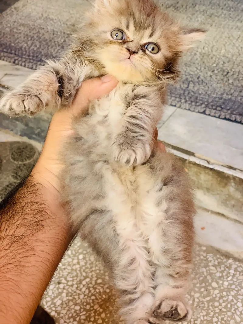 Persian kitten male — photo 6
