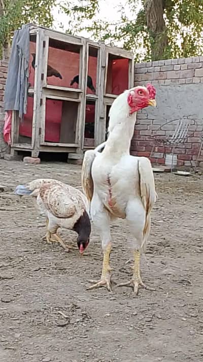 white patha khari takhti ka
