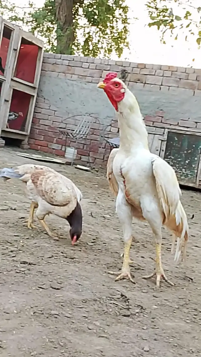 white patha khari takhti ka — photo 2