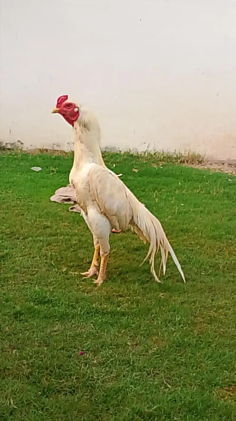 white patha khari takhti ka — photo 3