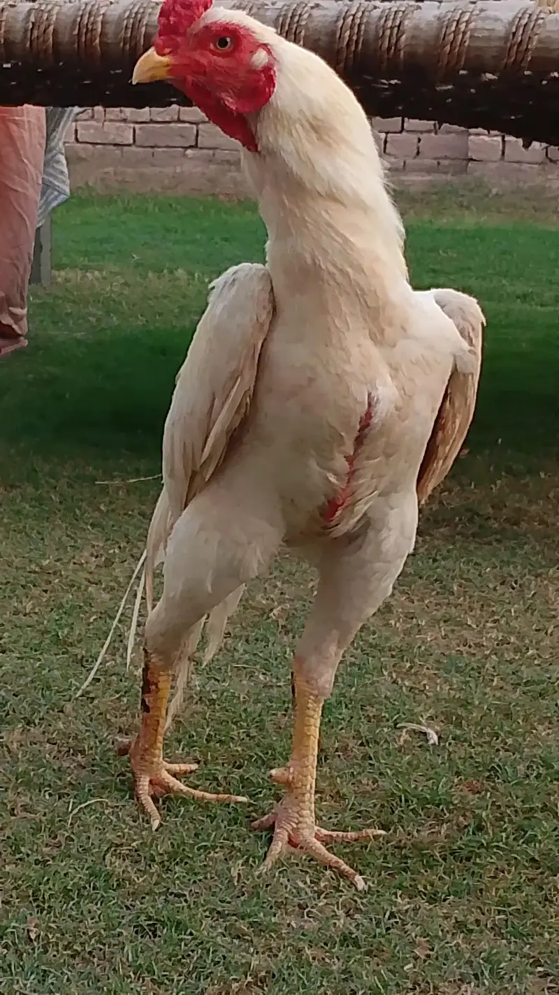 white patha khari takhti ka — photo 4