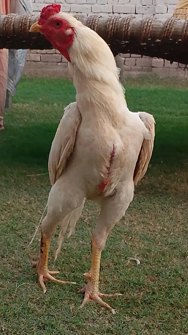 white patha khari takhti ka — photo 5