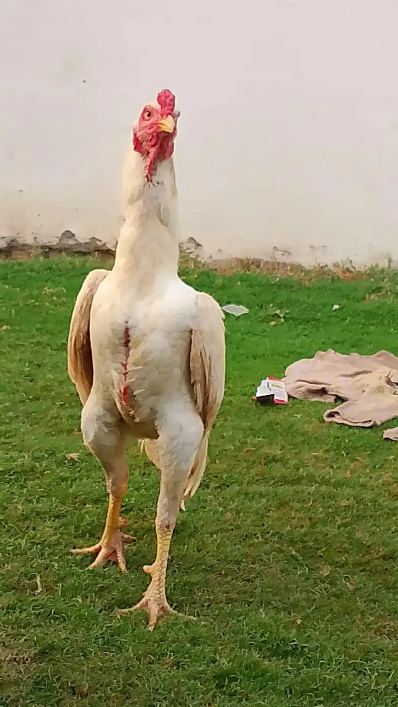 white patha khari takhti ka — photo 6