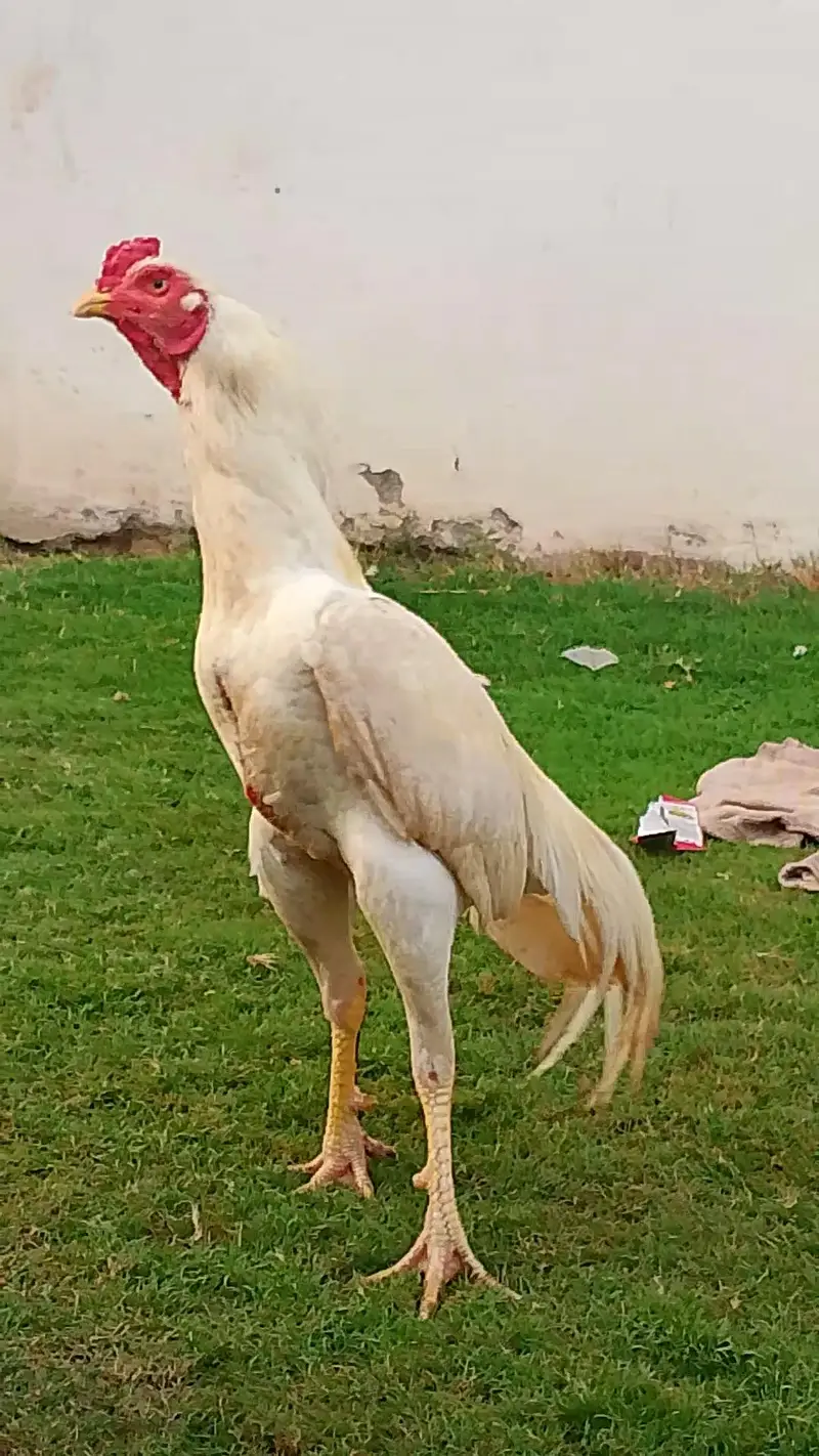 white patha khari takhti ka — photo 7