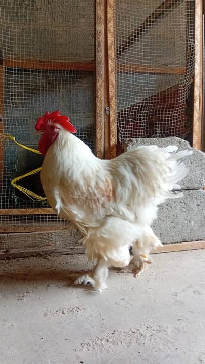 WHITE HEAVY BUFF I GOLDEN HEAVY BUFF I MIAWALI ASEEL