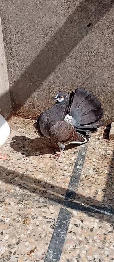 Laka Pigeons