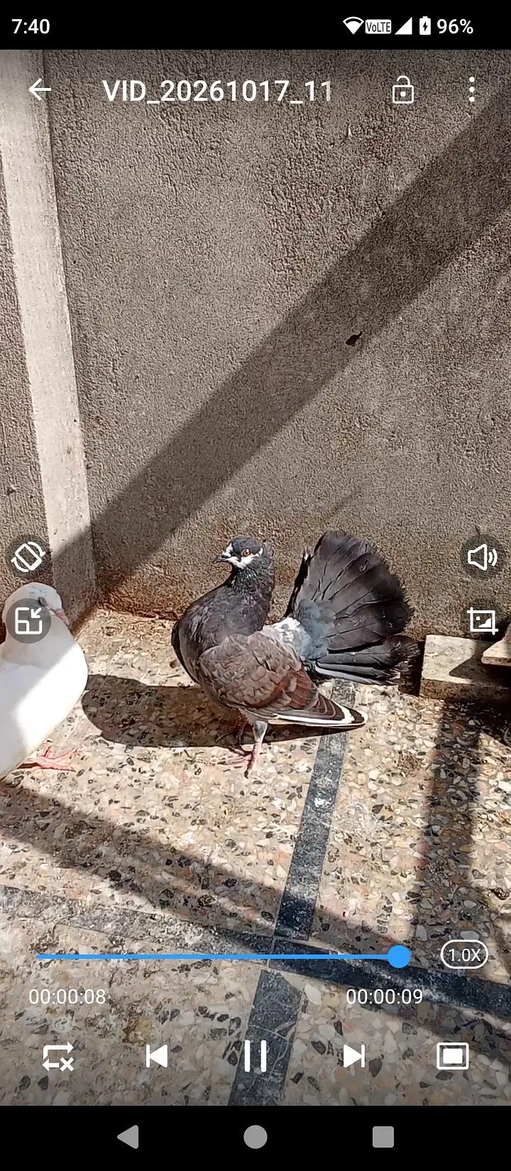 Laka Pigeons — photo 2