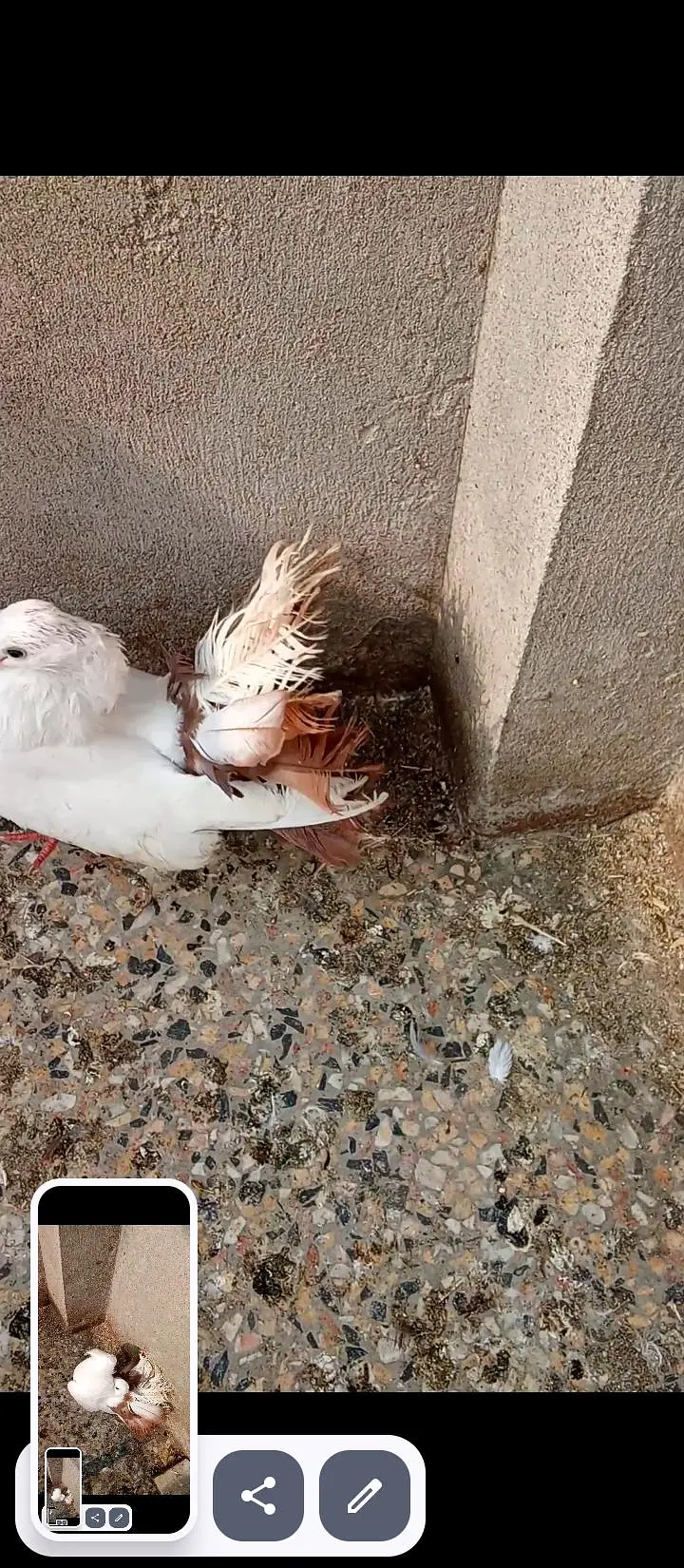 Laka Pigeons — photo 3